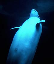 Der Beluga (Delphinapterus leucas) zeichnet sich durch Zähne, sein einzigartiges Blasloch auf dem Kopf sowie die sogenannte Melone aus (Fotos: Concorde Filmverleih GmbH)